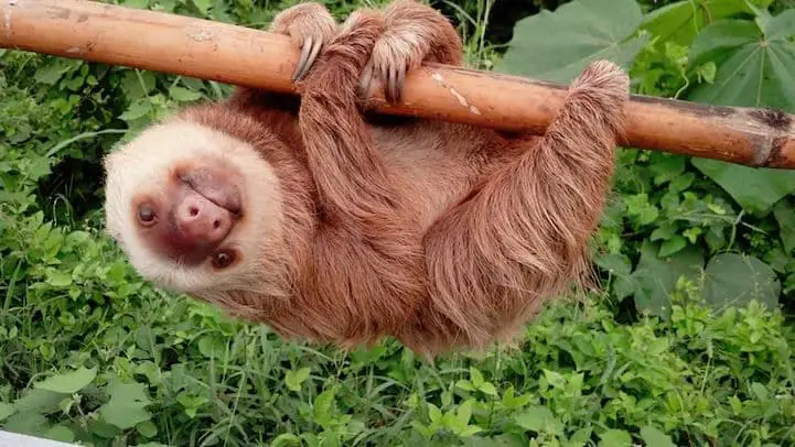 ecuador-sloth10