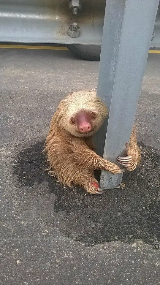 ecuador-sloth17