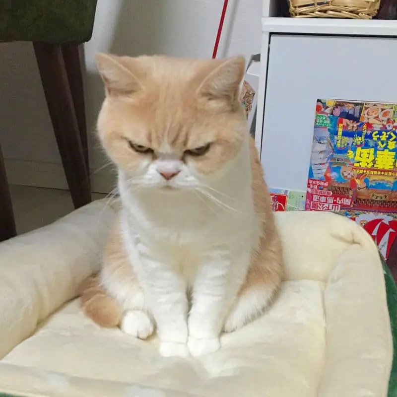 grumpy-cat09