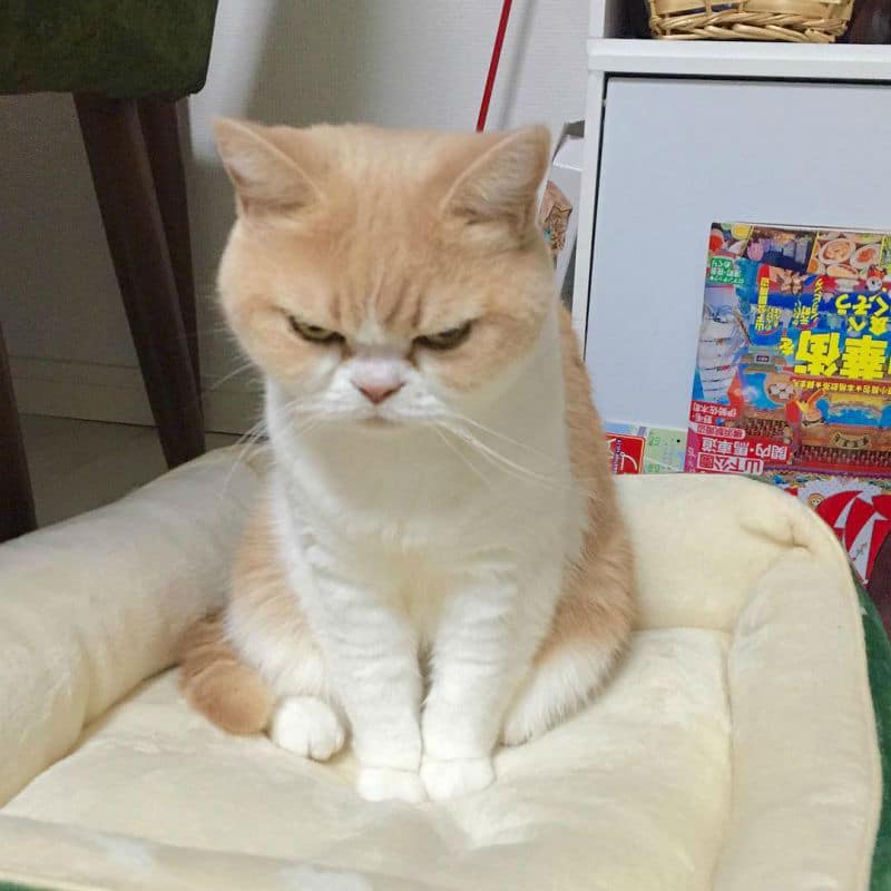 grumpy-cat09