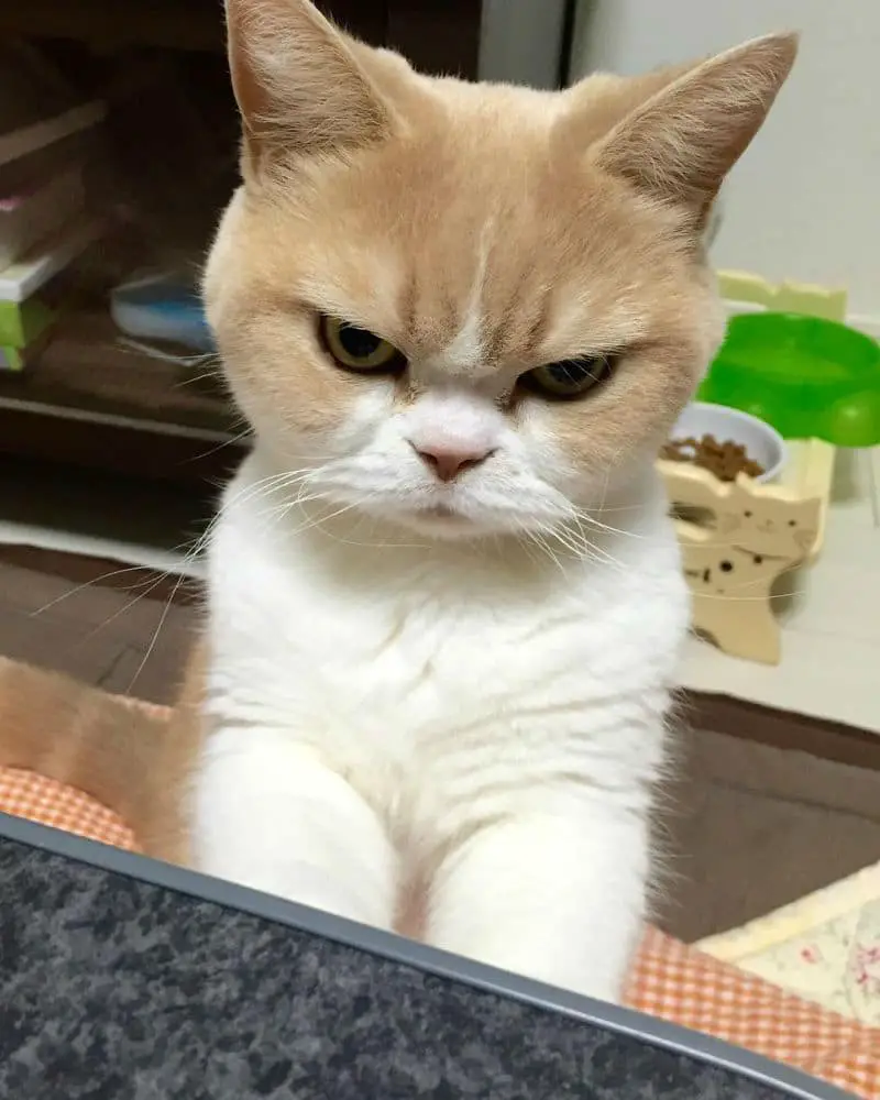 grumpy-cat21
