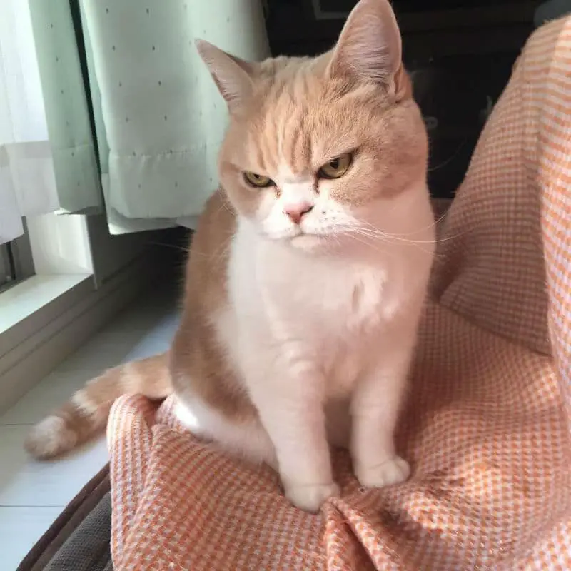 grumpy-cat25