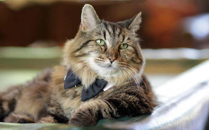 oldest-cat29