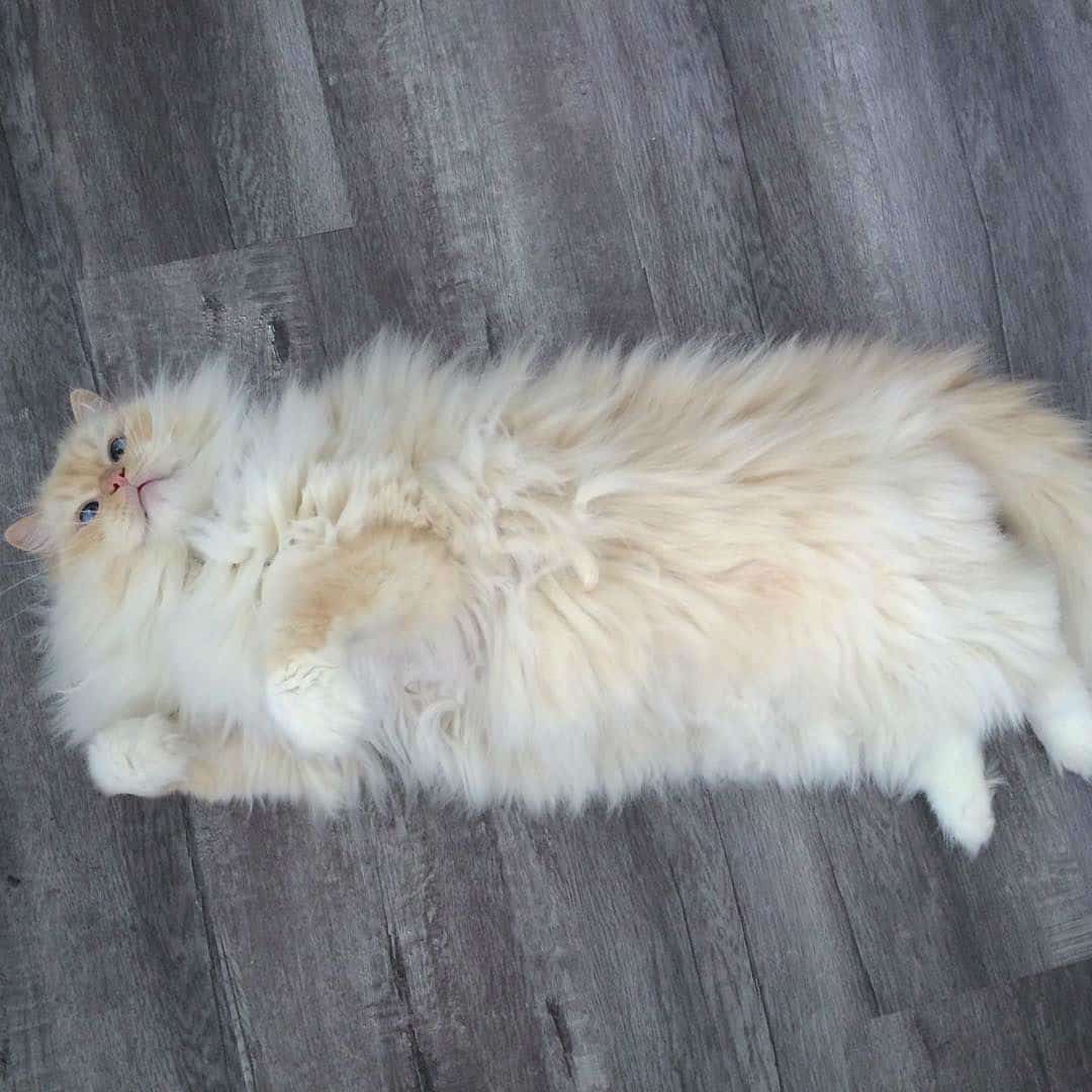 fluffy-cat014