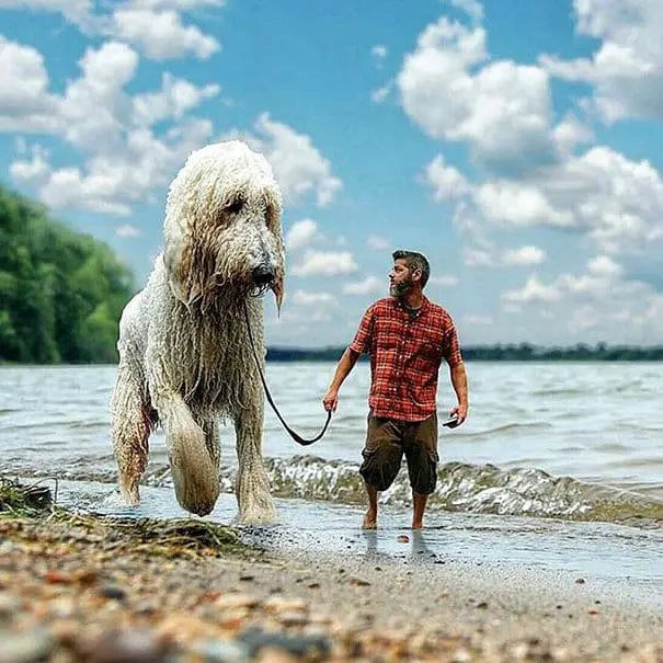 giant-dog-photoshop61