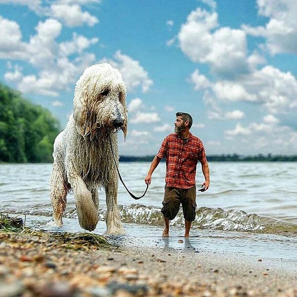 giant-dog-photoshop61