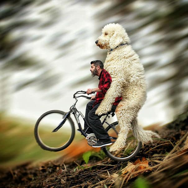 giant-dog-photoshop65