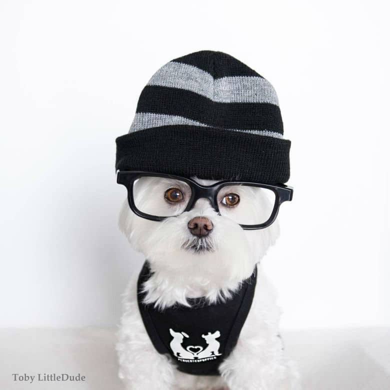hipster-puppy05