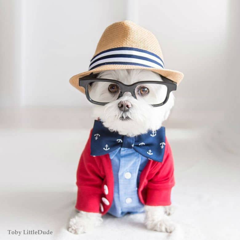 hipster-puppy29