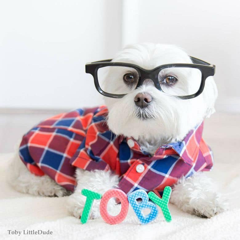 hipster-puppy65