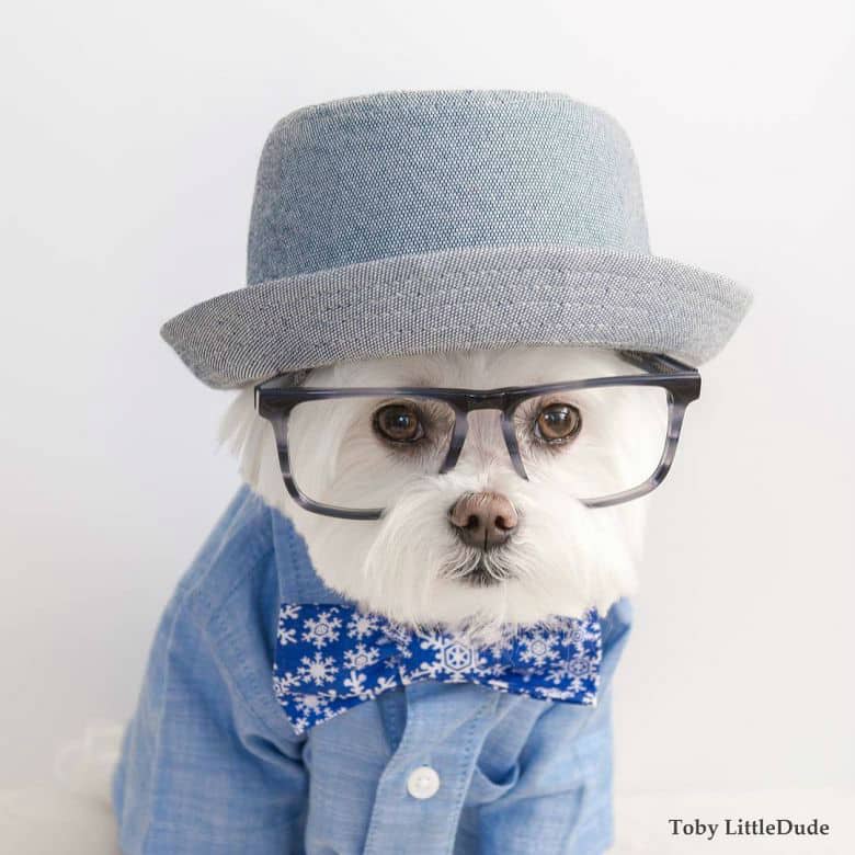 hipster-puppy69