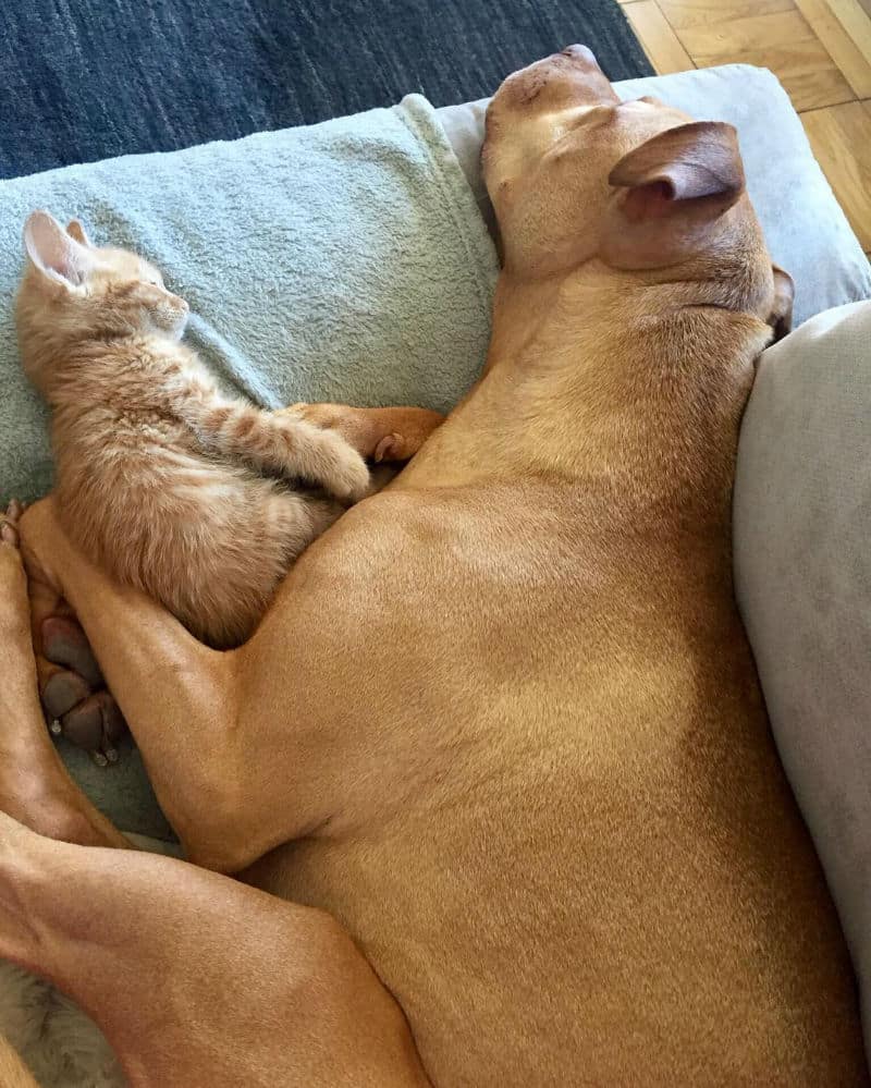 ginger-cat-pitbull006