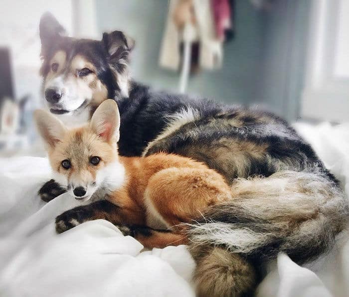 pet-fox-dog001