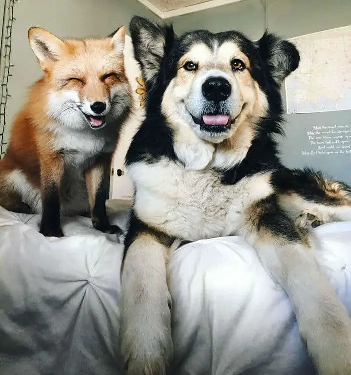 pet-fox-dog004