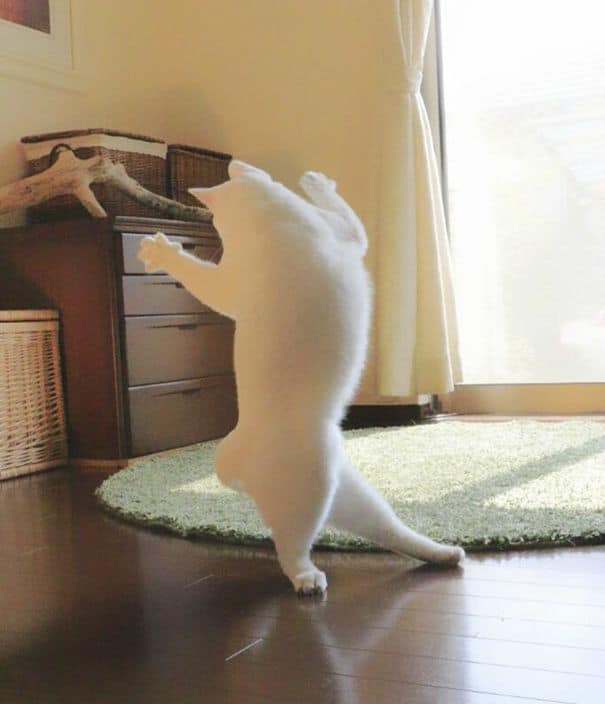 ballet-cat001