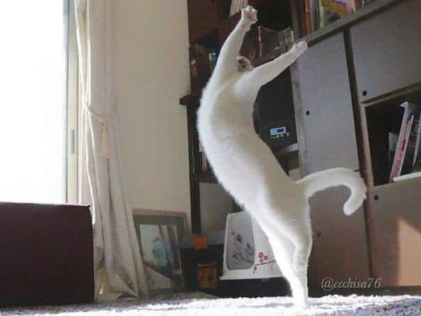 ballet-cat002