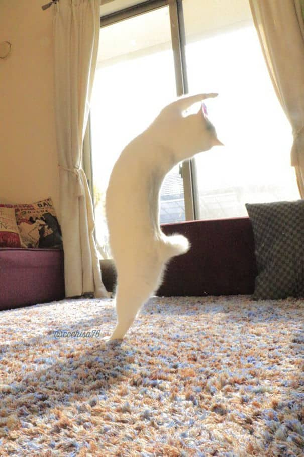 ballet-cat005