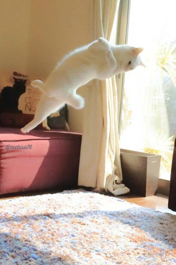 ballet-cat006