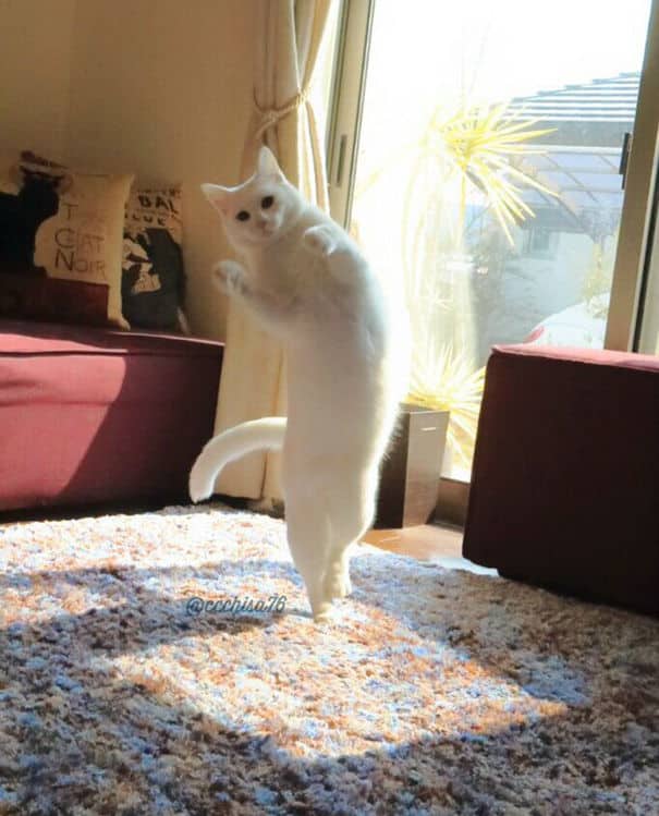 ballet-cat007