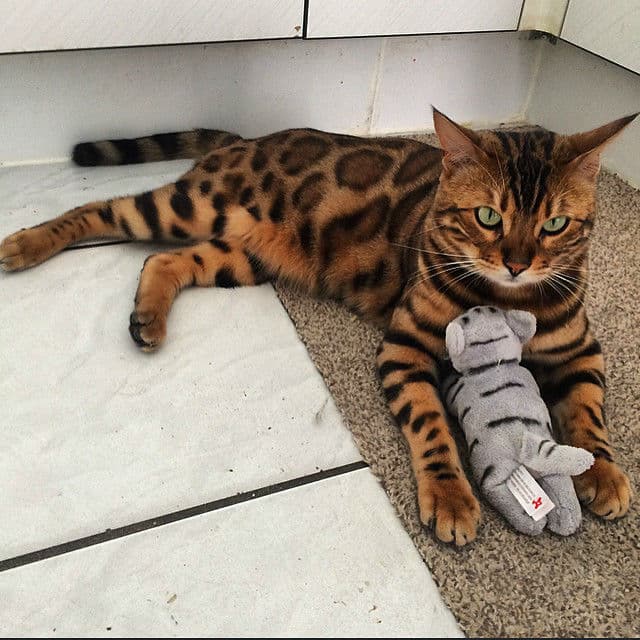 bengal-cat006