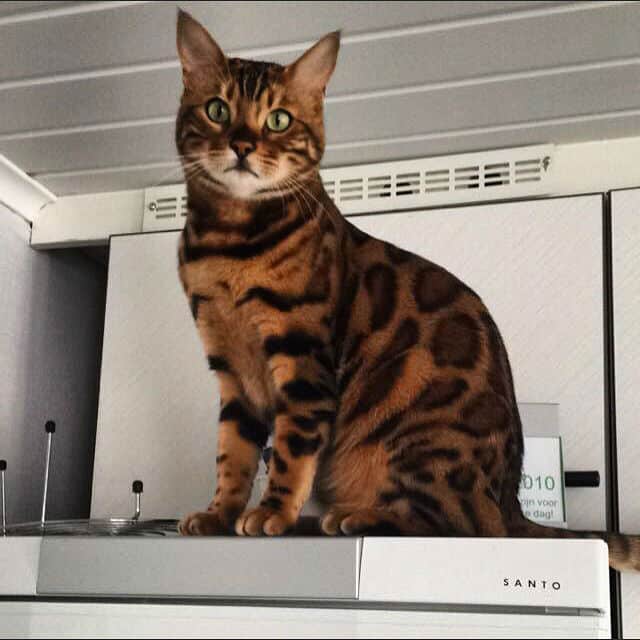 bengal-cat007