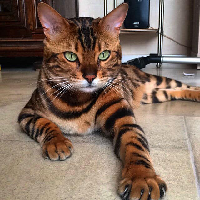 bengal-cat008