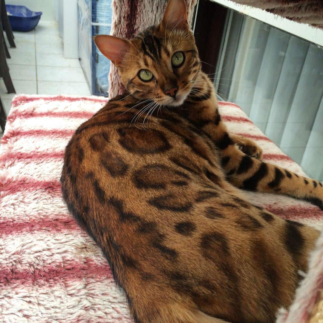 bengal-cat010