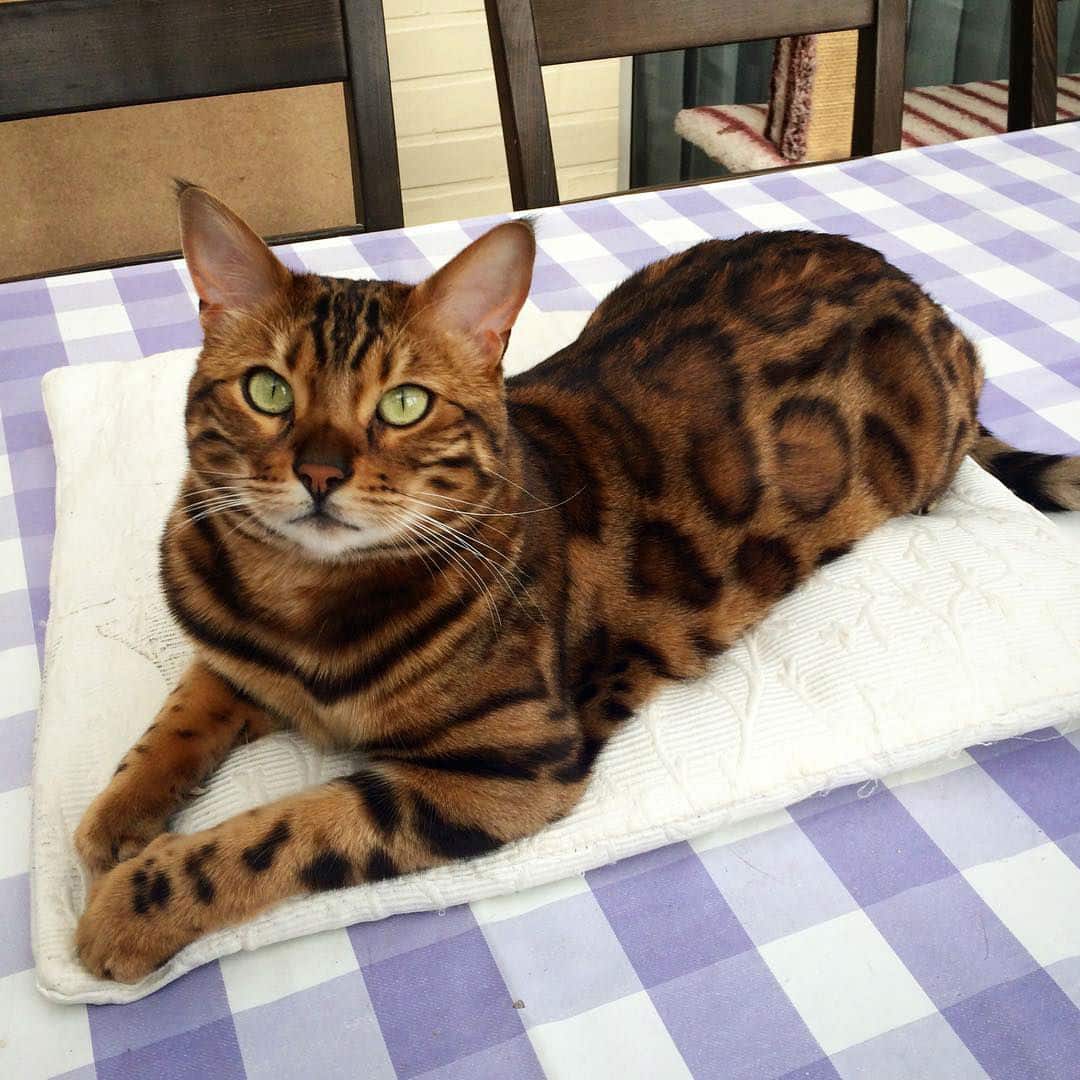 bengal-cat011