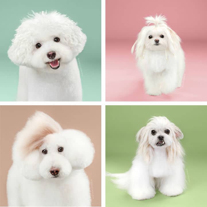 dog-haircut00