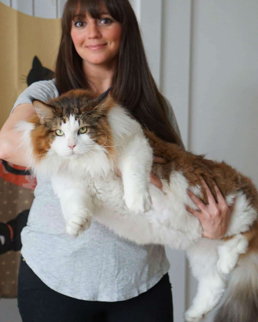 largest-cat005