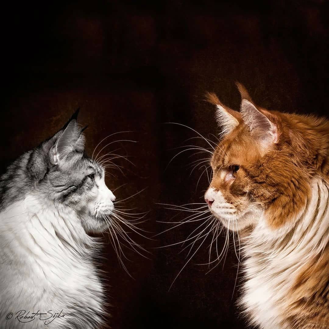maine-coon-cats001