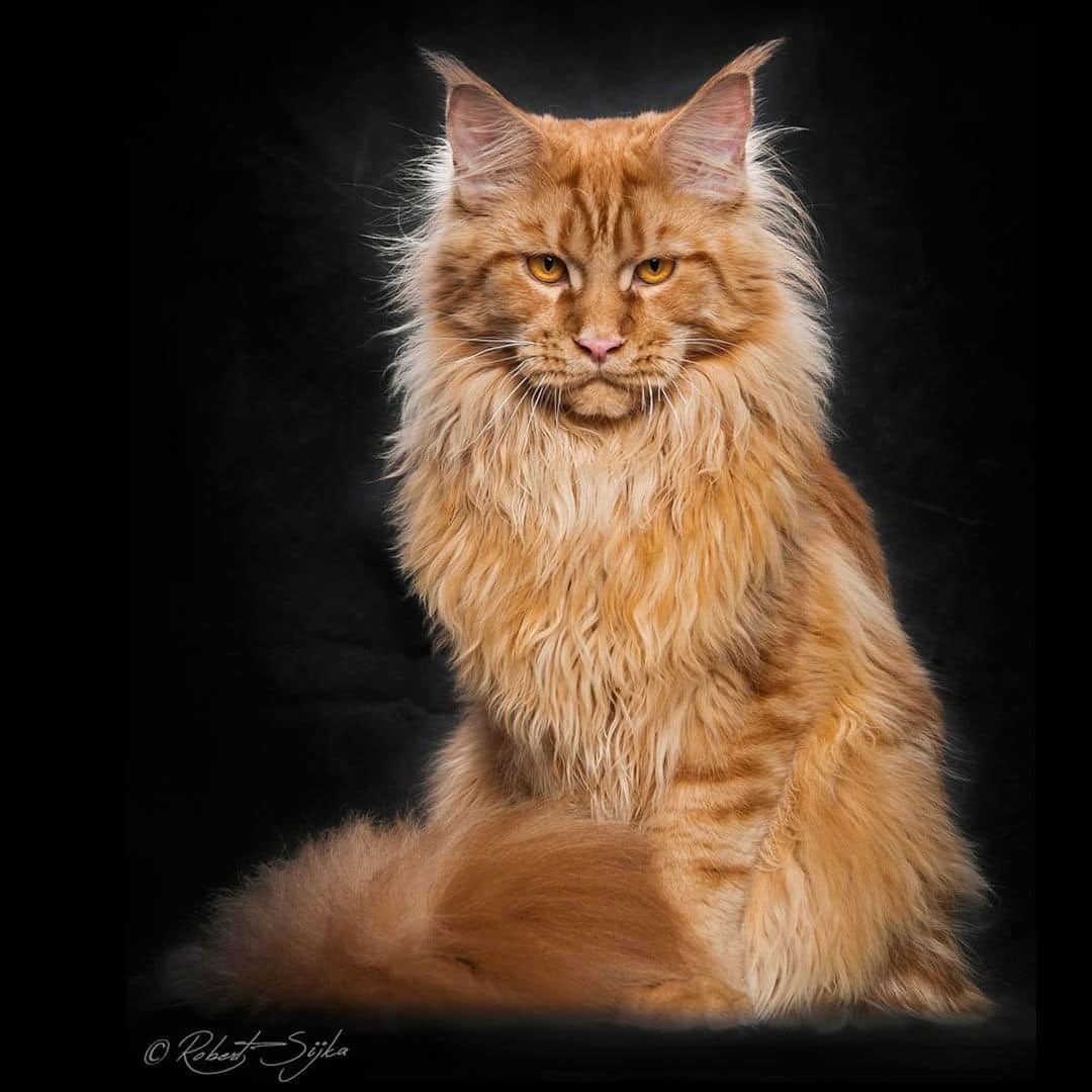 maine-coon-cats003
