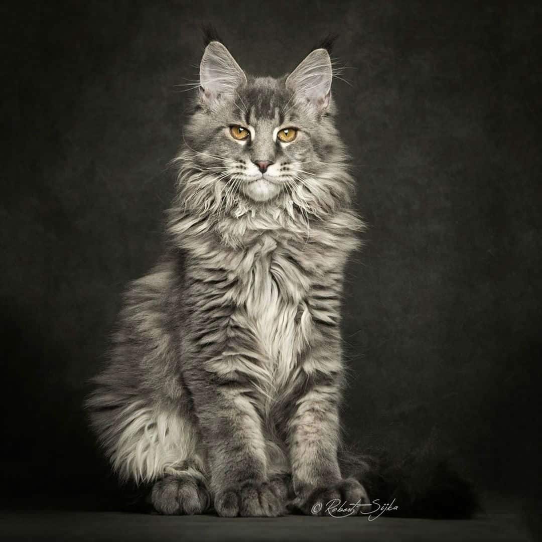 maine-coon-cats004