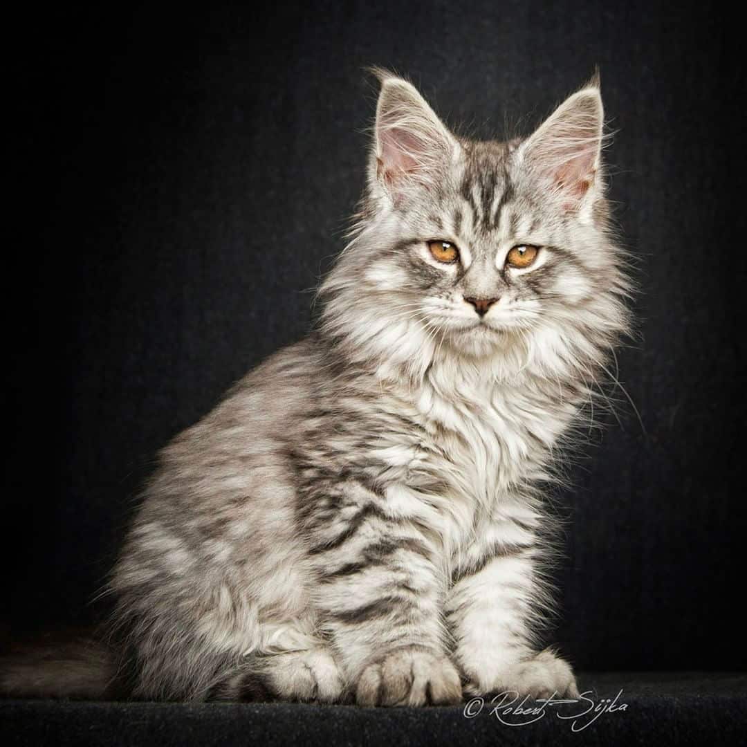 maine-coon-cats005