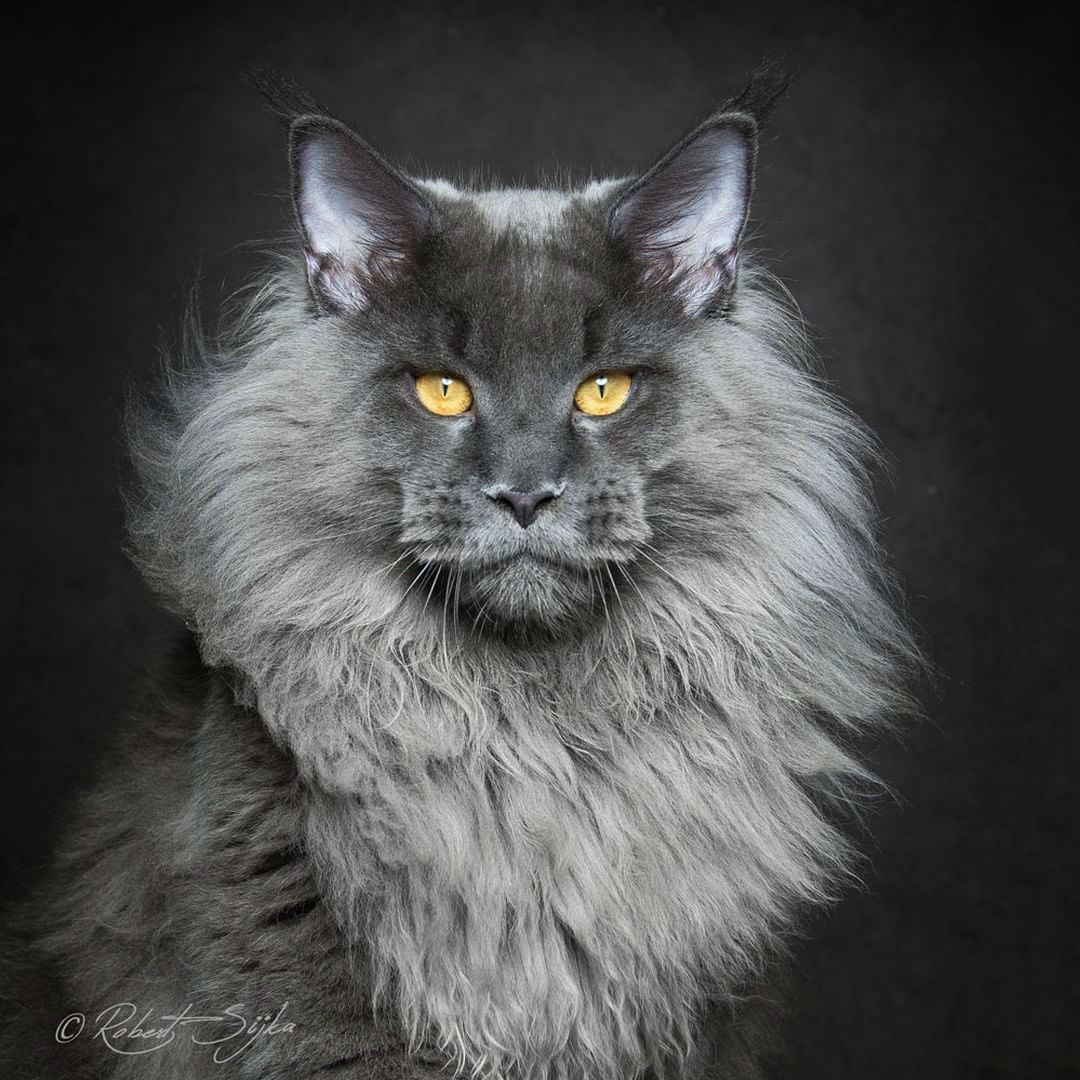 maine-coon-cats006