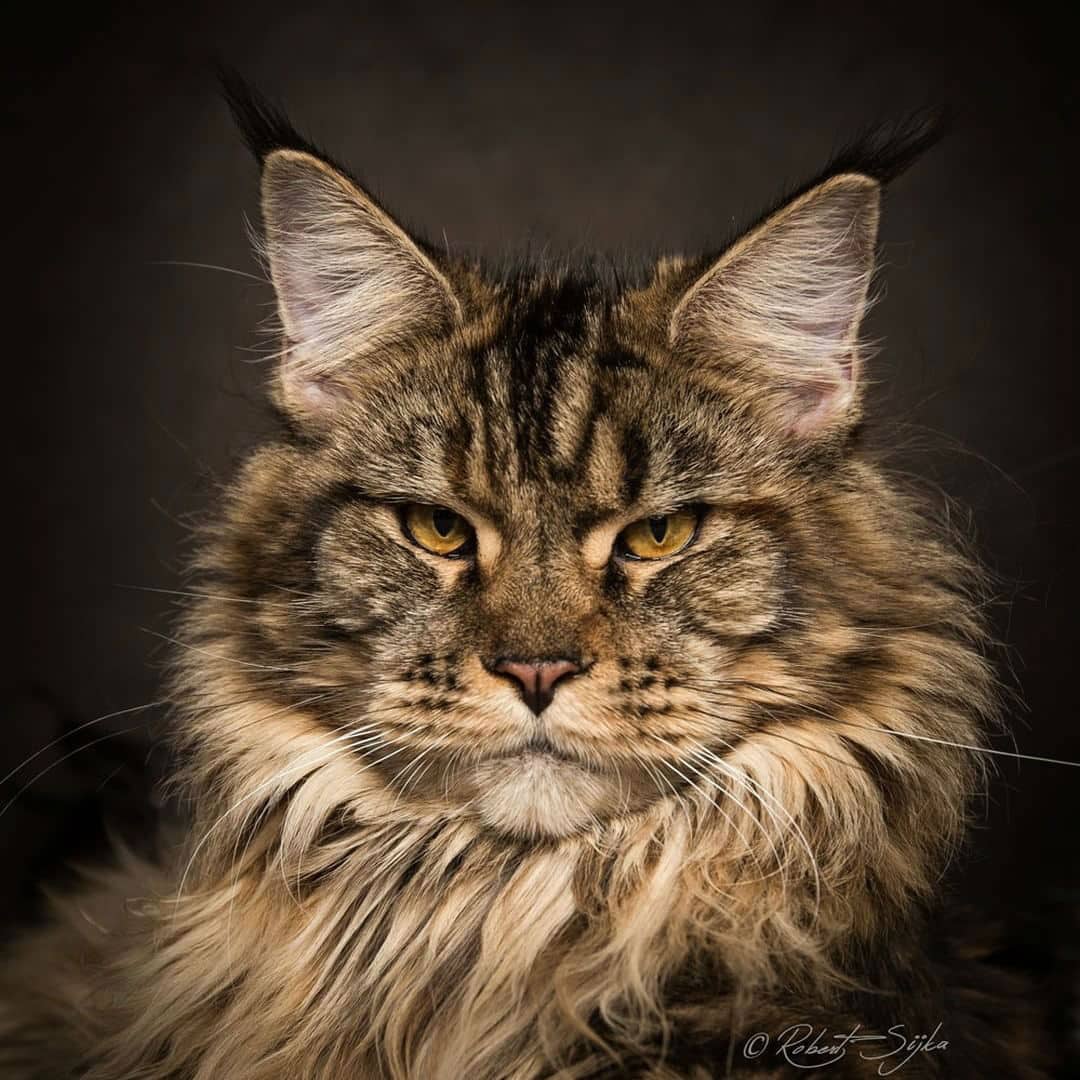 maine-coon-cats007
