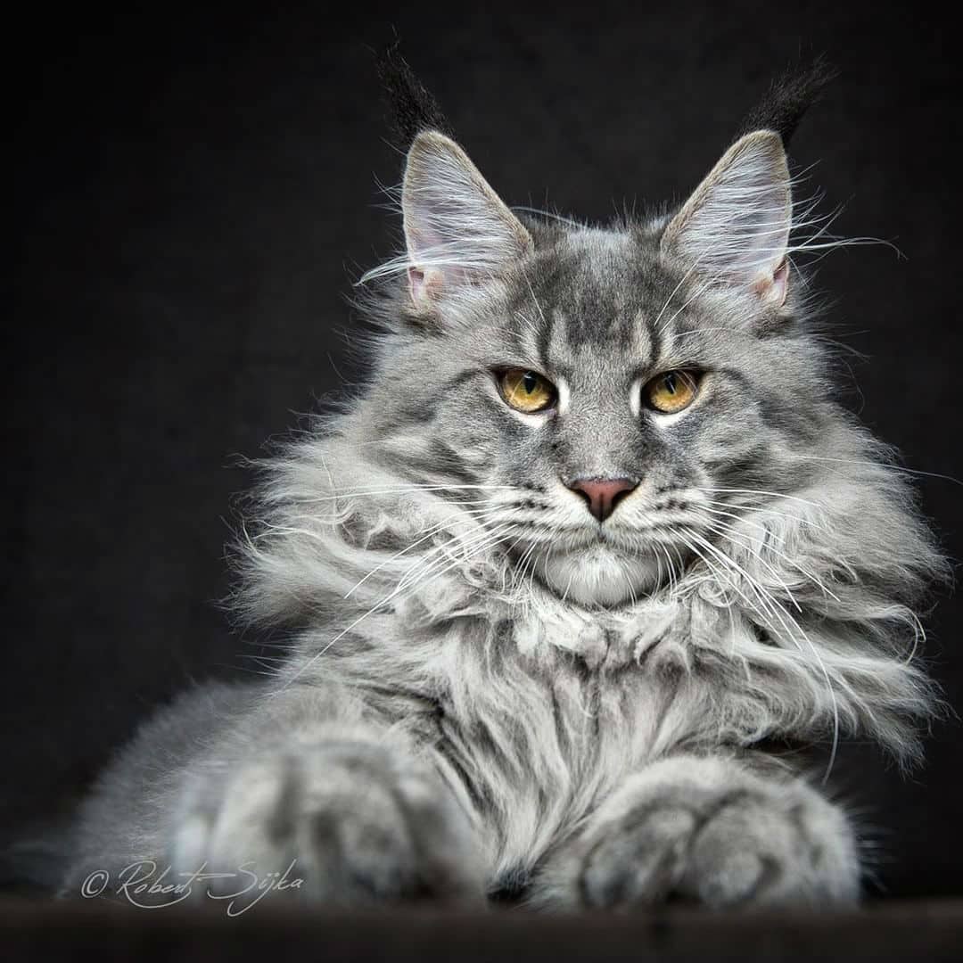 maine-coon-cats008
