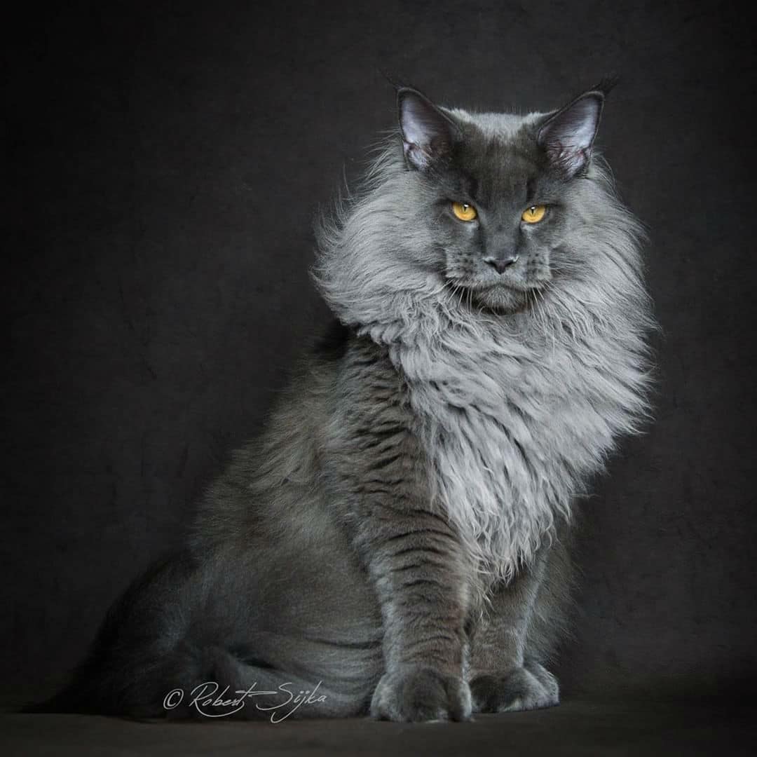 maine-coon-cats009