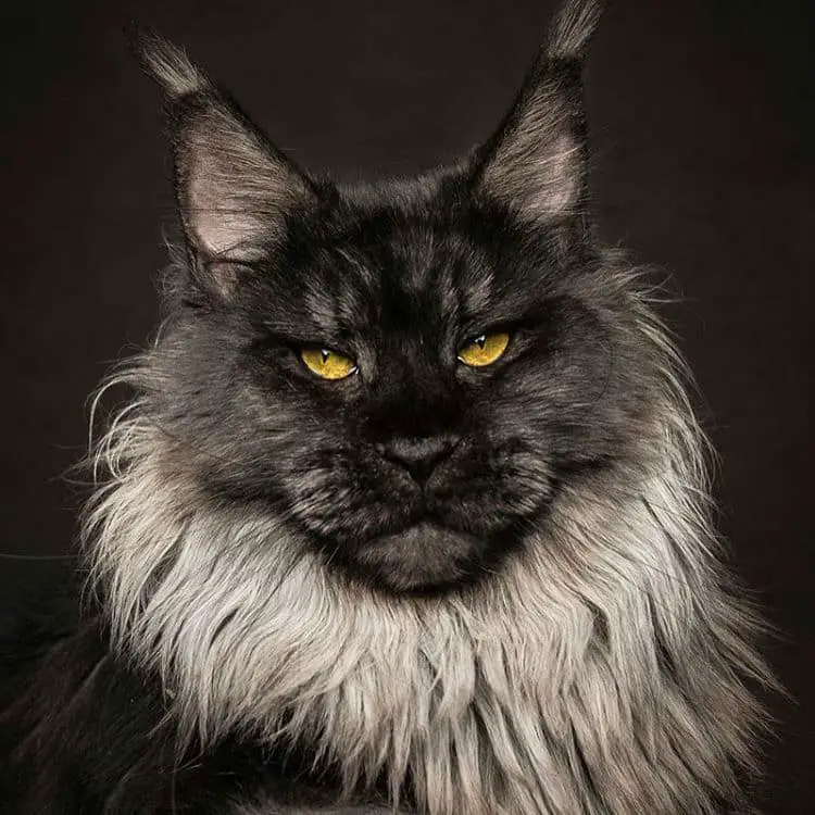 maine-coon-cats010