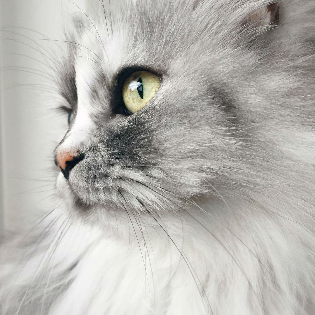 persian-cat007