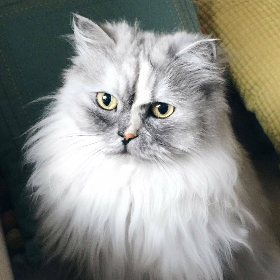 persian-cat011