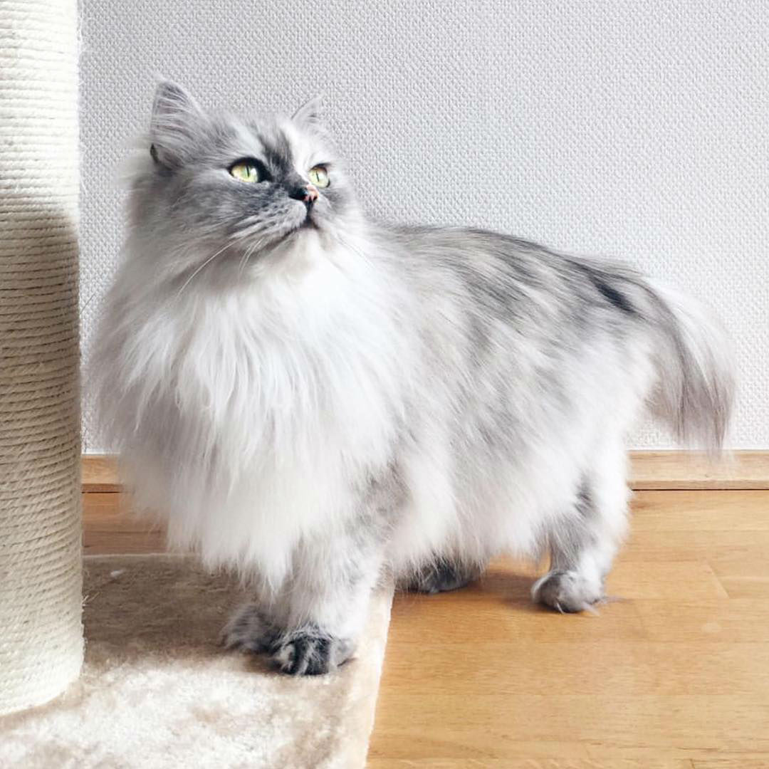 persian-cat014