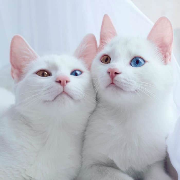 twin-cats001