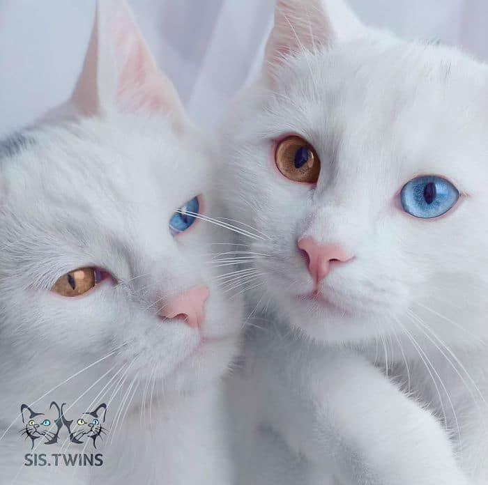 twin-cats002