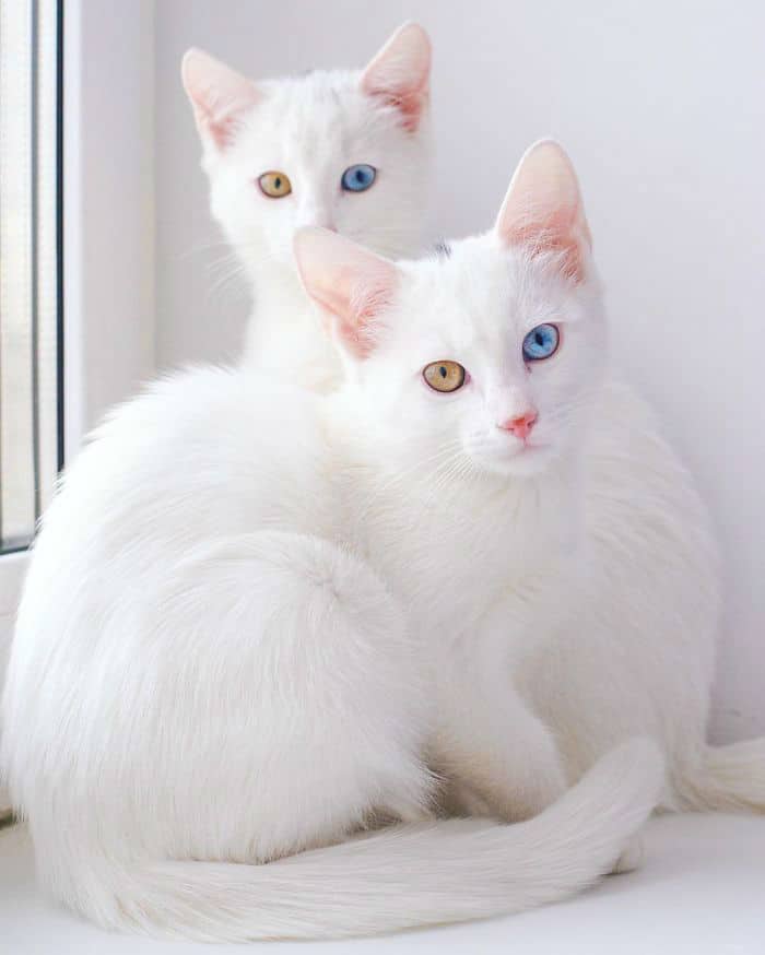 twin-cats004