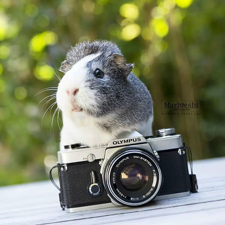 cute-guinea-pig005
