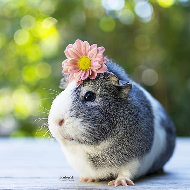 cute-guinea-pig007