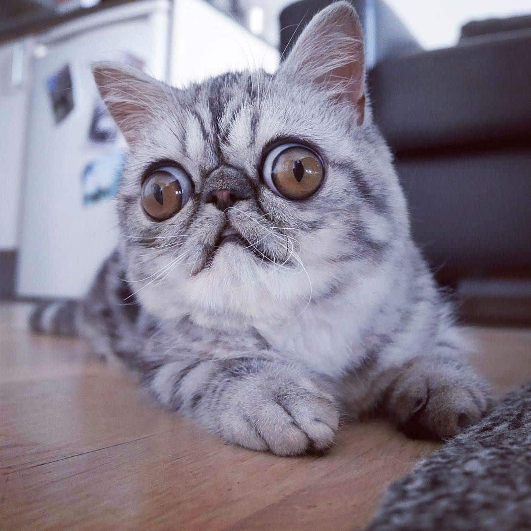 huge-eyes-cat006