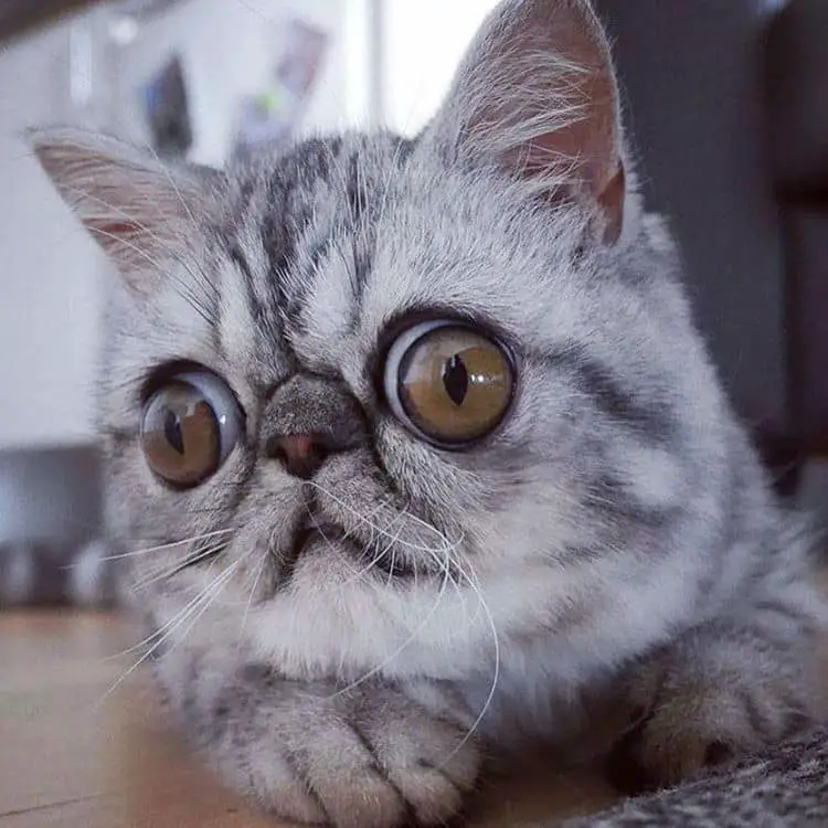 huge-eyes-cat012