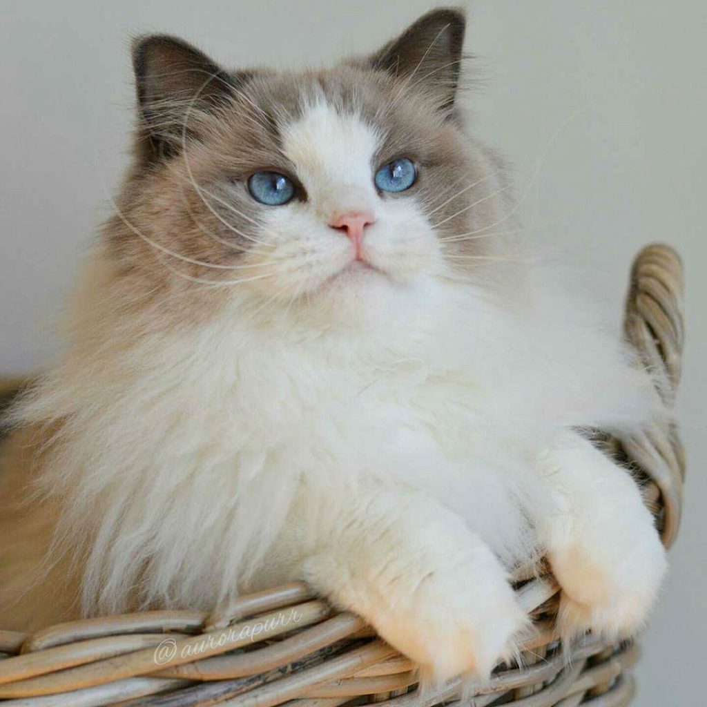 Aurora the Cat is a True Sleeping Beauty
